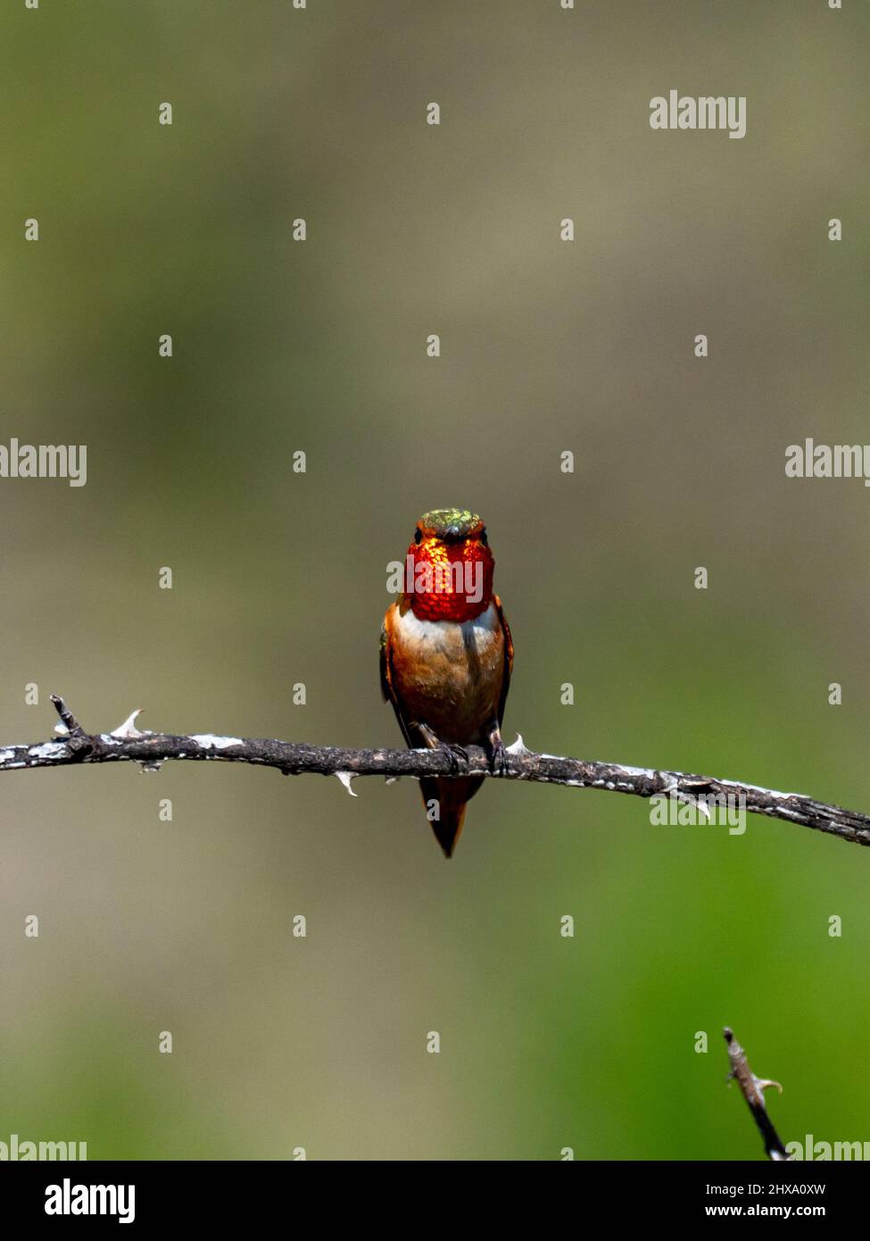 Le colibri d'Allen, Sélasphorus sasin, dans le bassin de Sepulveda, Los Angeles, Californie Banque D'Images
