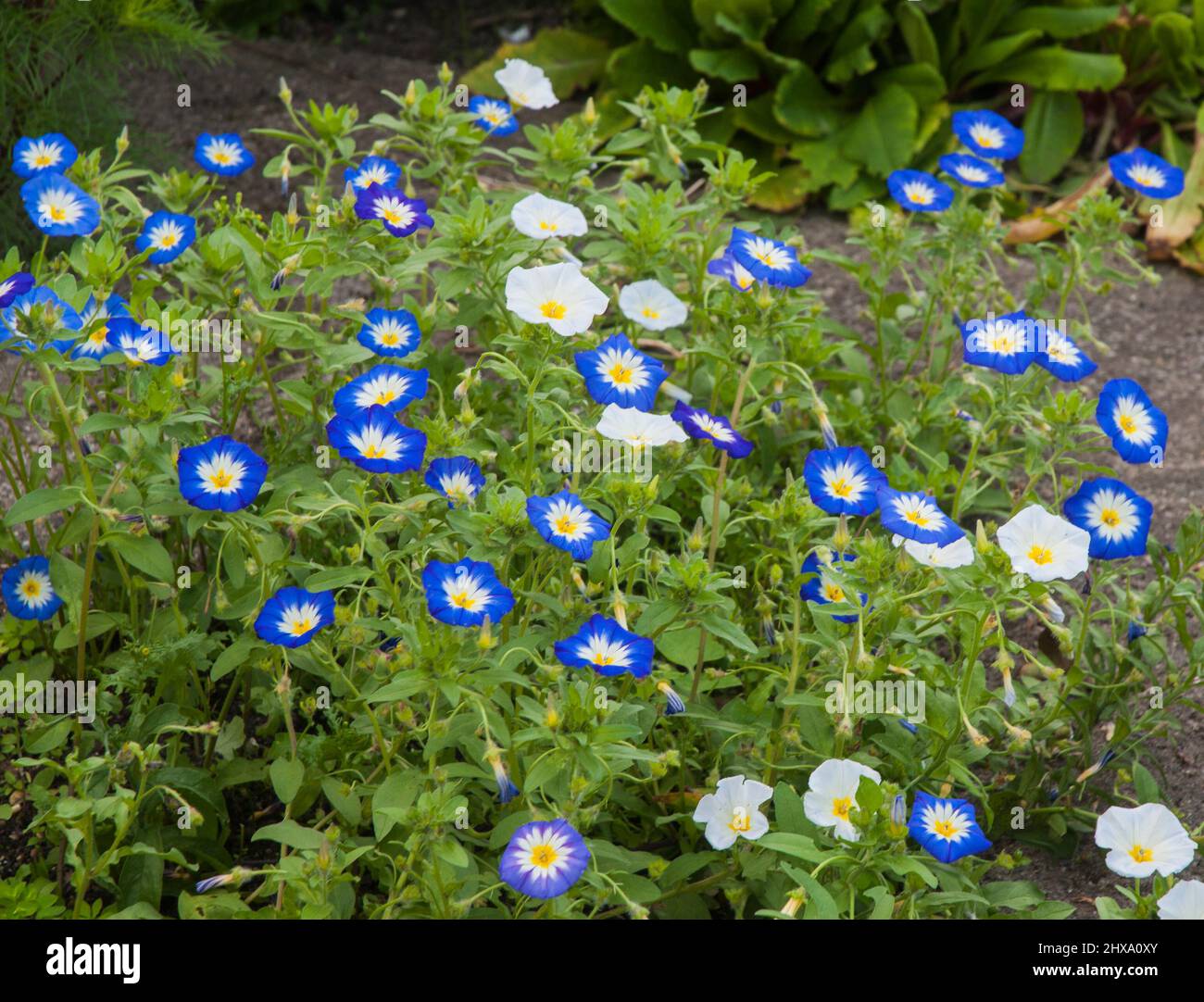 Un groupe de Convolvulus bleu et blanc est le fleuron d'une propagation non invasive annuelle qui vient dans diverses couleurs Un membre de la famille des Bindweed Banque D'Images