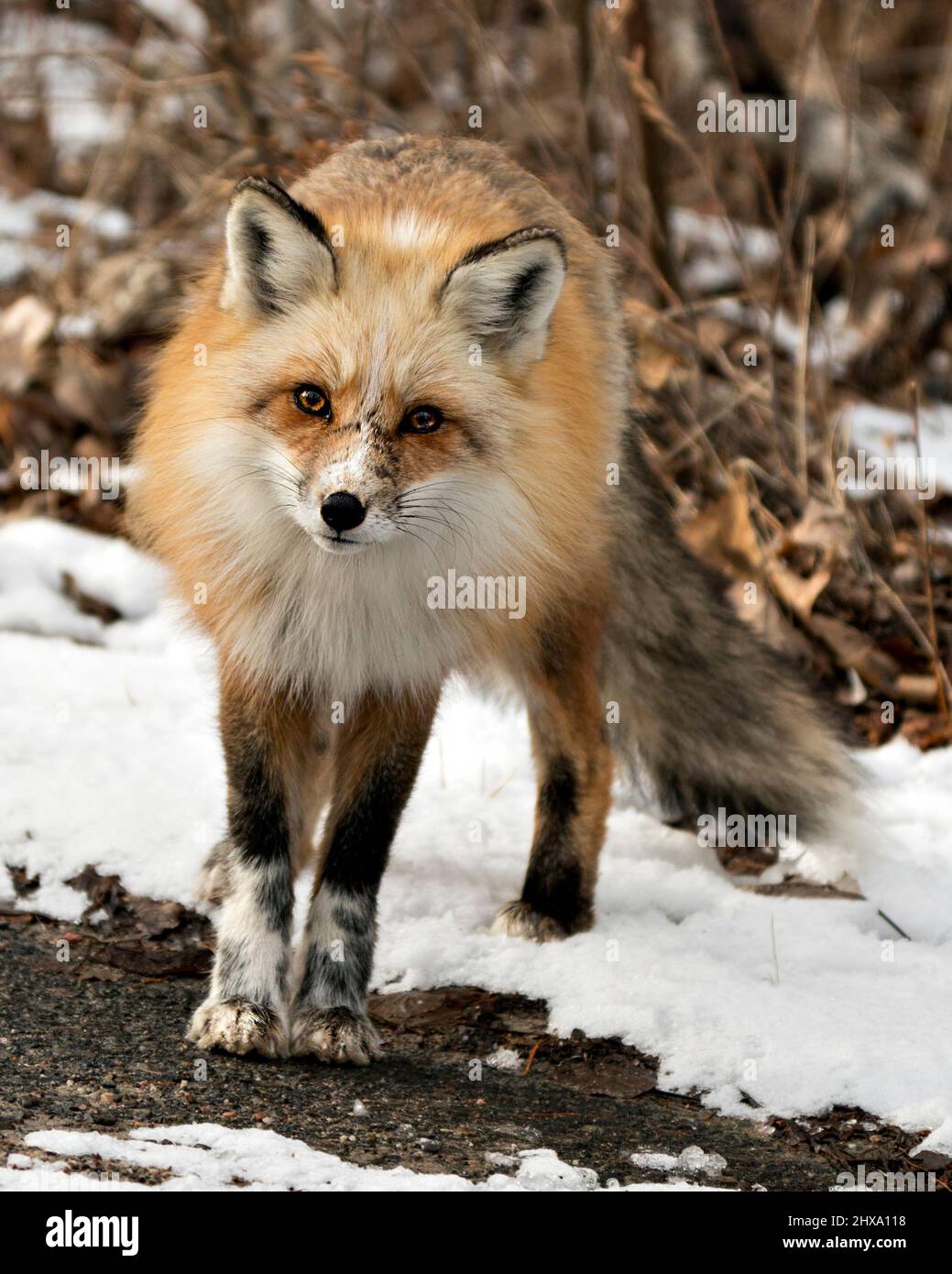 Profil de renard unique en rouge regardant l'appareil photo en hiver dans son environnement et son habitat avec fond de neige flou. Fox image. Image. Banque D'Images