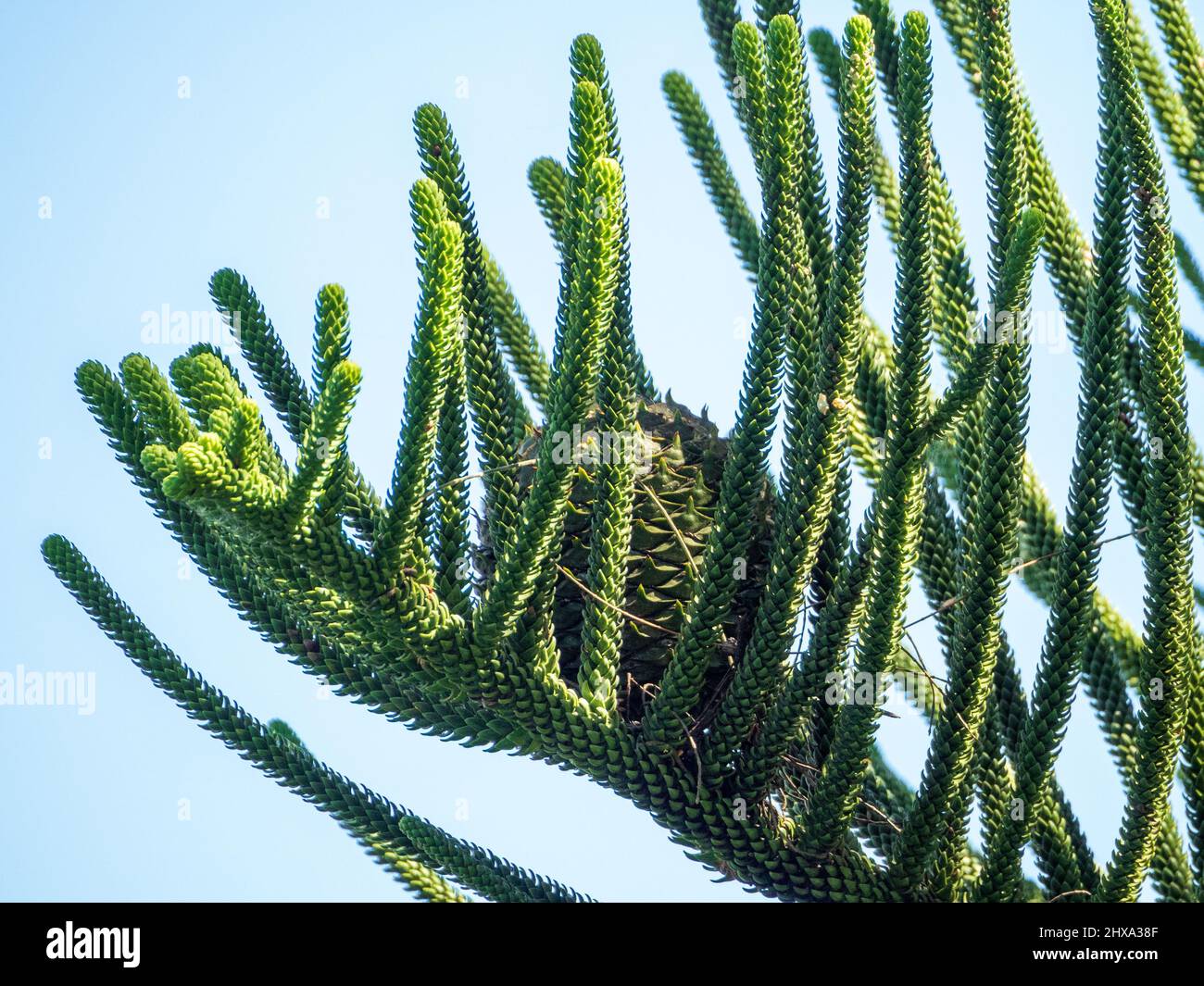 Aiguilles de pin et cône se formant sur un arbre de pin de Norfolk Island, NSW Australie Banque D'Images