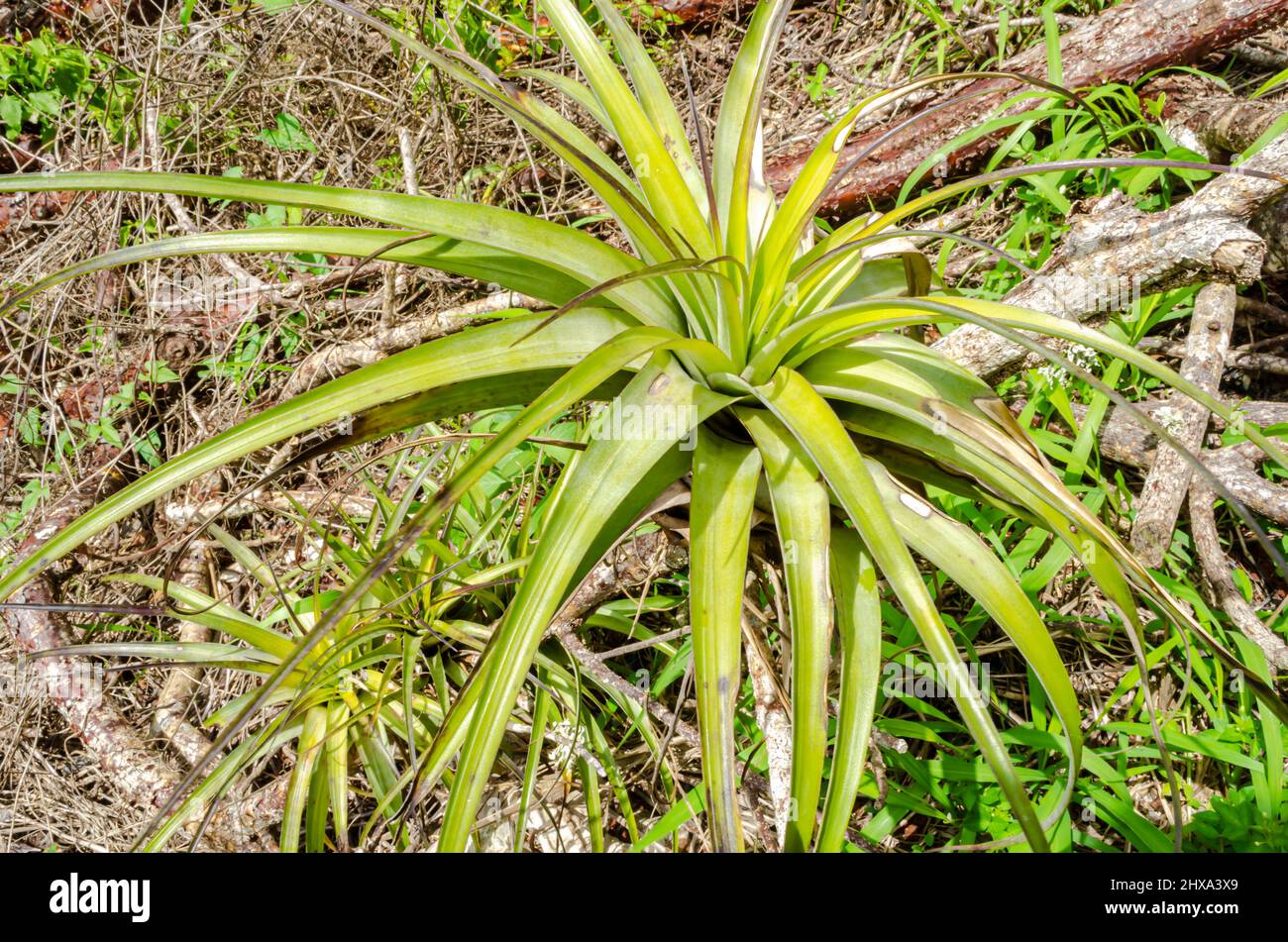 Top of Wild Pine Banque D'Images