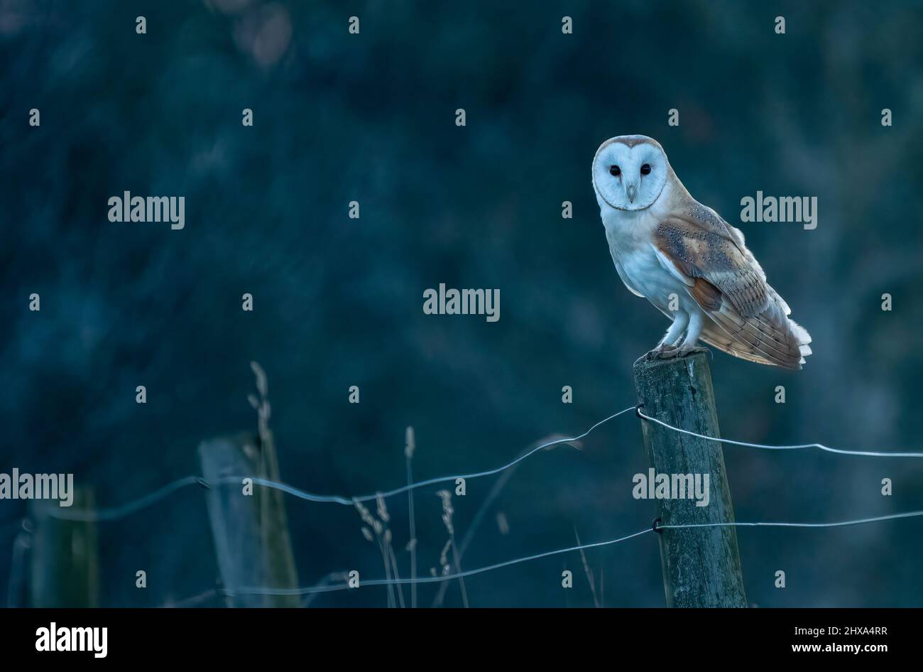 Hibou de la grange de l'Ouest (Tyto alba) perché sur un poteau dans la soirée, North Norfolk, Royaume-Uni. Magnifique portrait de chouette. Banque D'Images