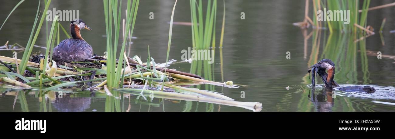 Grebe à col rouge transportant du matériel de nidification à ajouter au tapis flottant de végétation dans un étang où son compagnon couve le nid. Podiceps grisegena Banque D'Images