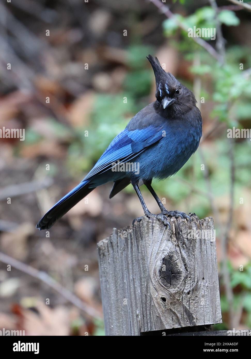 San Jose, Alum Rock, Californie, 10th mars 2022, le geai de Steller est un oiseau originaire de l'ouest de l'Amérique du Nord et des montagnes de l'Amérique centrale, étroitement lié au geai bleu trouvé dans l'est de l'Amérique du Nord. Il est également connu sous le nom de jay à longue crête, jay de montagne, et Jay de pin. C'est le seul Jay à crête à l'ouest des montagnes Rocheuses. Ceci a le nom scientifique Cyanocitta stelleri avec une durée de vie d'environ 10 ans: Seshadri SUKUMAR Banque D'Images San Jose, Alum Rock, Californie, 10th mars 2022, le geai de Steller est un oiseau originaire de l'ouest de l'Amérique du Nord et des montagnes de l'Amérique centrale, étroitement lié au geai bleu trouvé dans l'est de l'Amérique du Nord. Il est également connu sous le nom de jay à longue crête, jay de montagne, et Jay de pin. C'est le seul Jay à crête à l'ouest des montagnes Rocheuses. Ceci a le nom scientifique Cyanocitta stelleri avec une durée de vie d'environ 10 ans: Seshadri SUKUMAR Banque D'Images
