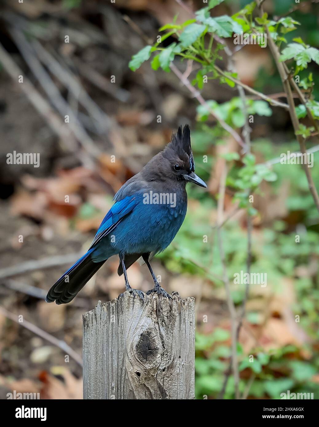 San Jose, Californie, 10th mars 2022 : Alum Rock : le geai de Steller est un oiseau originaire de l'ouest de l'Amérique du Nord et des montagnes de l'Amérique centrale, étroitement lié au geai bleu présent dans l'est de l'Amérique du Nord. Il est également connu sous le nom de jay à longue crête, jay de montagne, et Jay de pin. C'est le seul Jay à crête à l'ouest des montagnes Rocheuses. Ceci a le nom scientifique Cyanocitta stelleri avec une durée de vie d'environ 10 ans: Seshadri SUKUMAR Banque D'Images San Jose, Californie, 10th mars 2022 : Alum Rock : le geai de Steller est un oiseau originaire de l'ouest de l'Amérique du Nord et des montagnes de l'Amérique centrale, étroitement lié au geai bleu présent dans l'est de l'Amérique du Nord. Il est également connu sous le nom de jay à longue crête, jay de montagne, et Jay de pin. C'est le seul Jay à crête à l'ouest des montagnes Rocheuses. Ceci a le nom scientifique Cyanocitta stelleri avec une durée de vie d'environ 10 ans: Seshadri SUKUMAR Banque D'Images