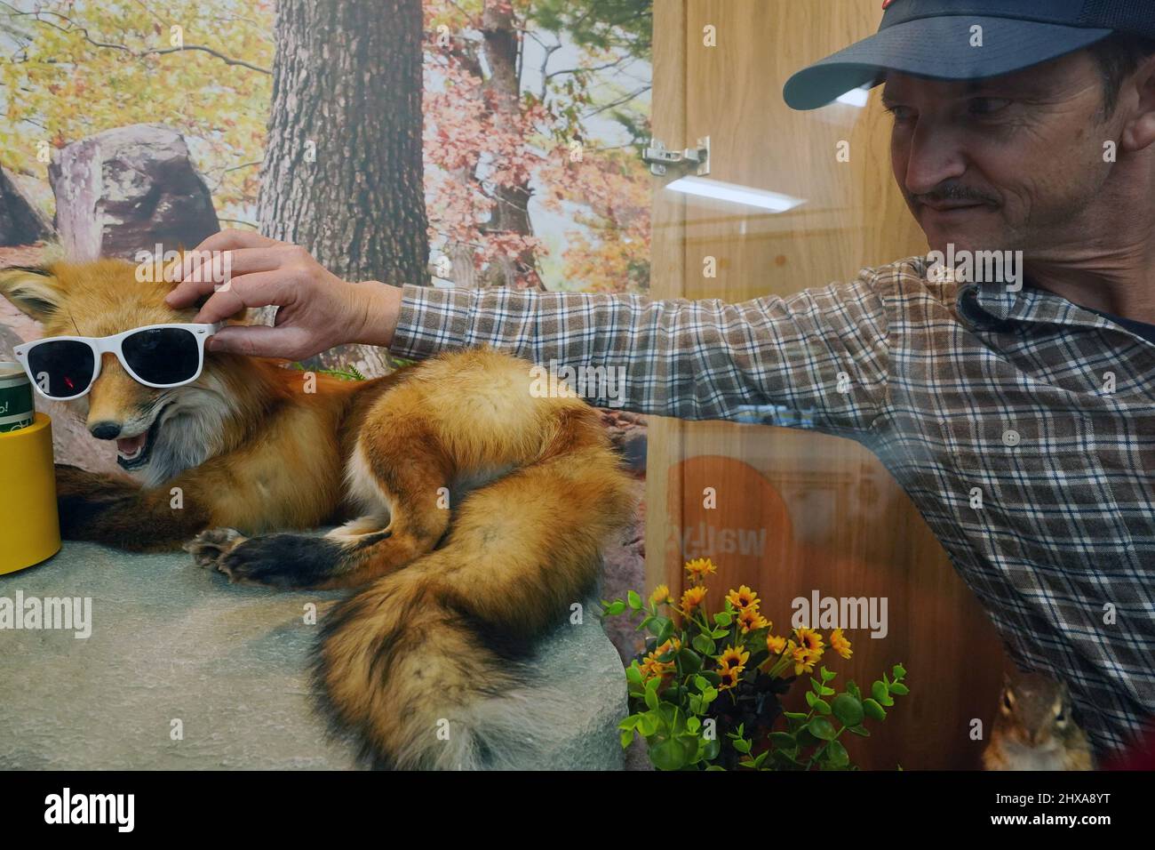 Fenton, États-Unis. 10th mars 2022. L'ouvrier Adam Strom prépare une exposition d'animaux avant l'ouverture officielle à Wally's à Fenton, Missouri, le jeudi 10 mars 2022. Wally's est une installation de 36 000 pieds carrés, avec 72 pompes à gaz séparées couvrant deux terrains de football. À l'intérieur, le voyageur est accueilli par de nombreuses options de nourriture et un magasin de voyage avec des vêtements, des articles pour la maison et des fournitures pour la chasse et le camping. Le plus grand magasin du genre de la région ouvrira ses portes le vendredi 11 mars 2022. Photo par Bill Greenblatt/UPI crédit: UPI/Alay Live News Banque D'Images