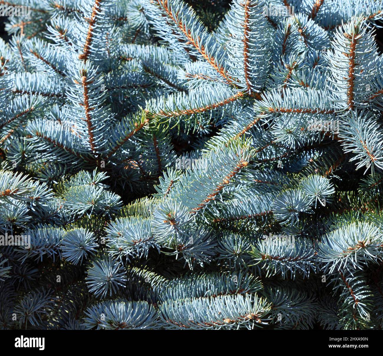 Arrière-plan de branche d'épinette bleue de Noël pour la saison des fêtes Banque D'Images