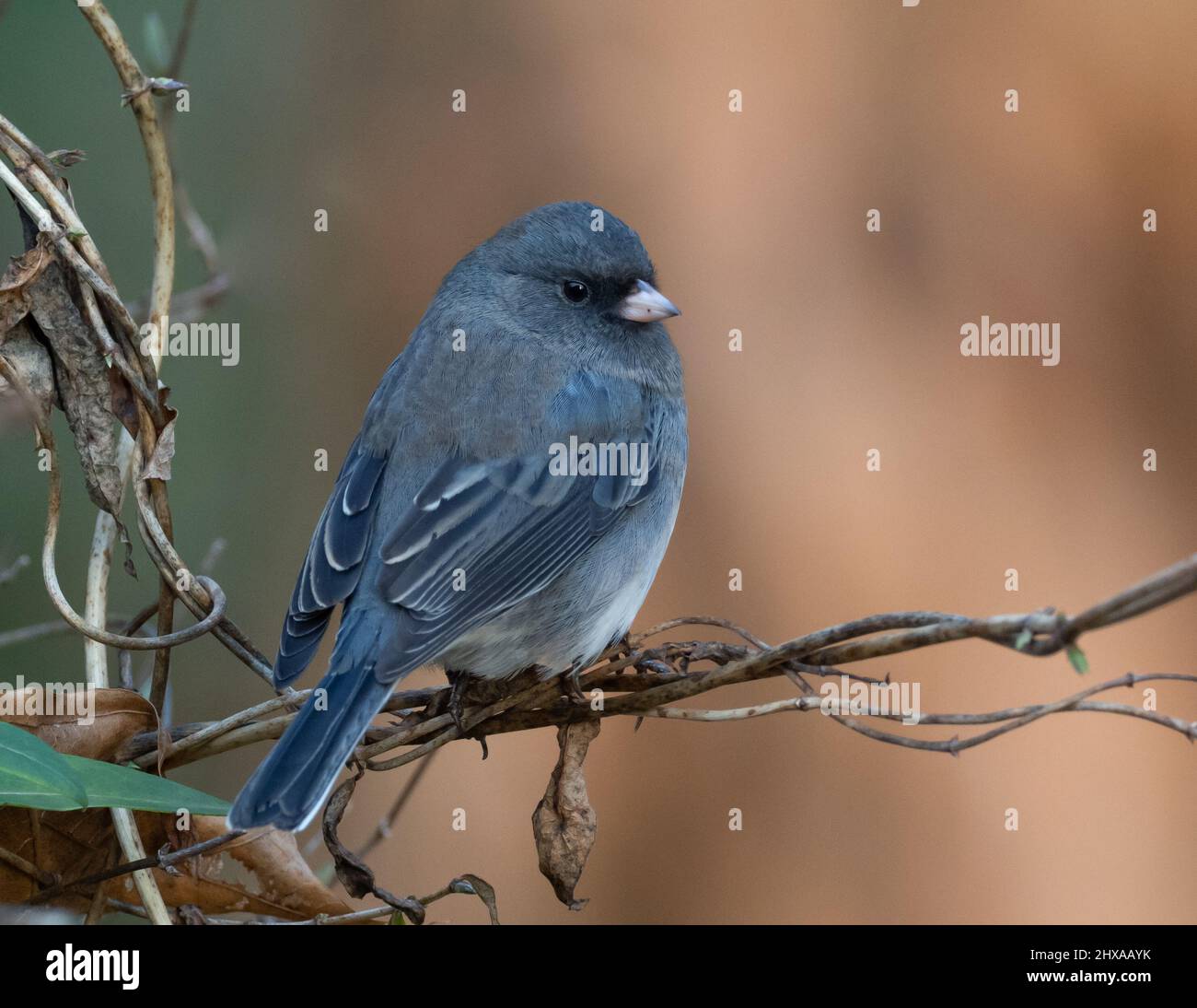 Junco aux yeux sombres perchée sur la vigne Banque D'Images