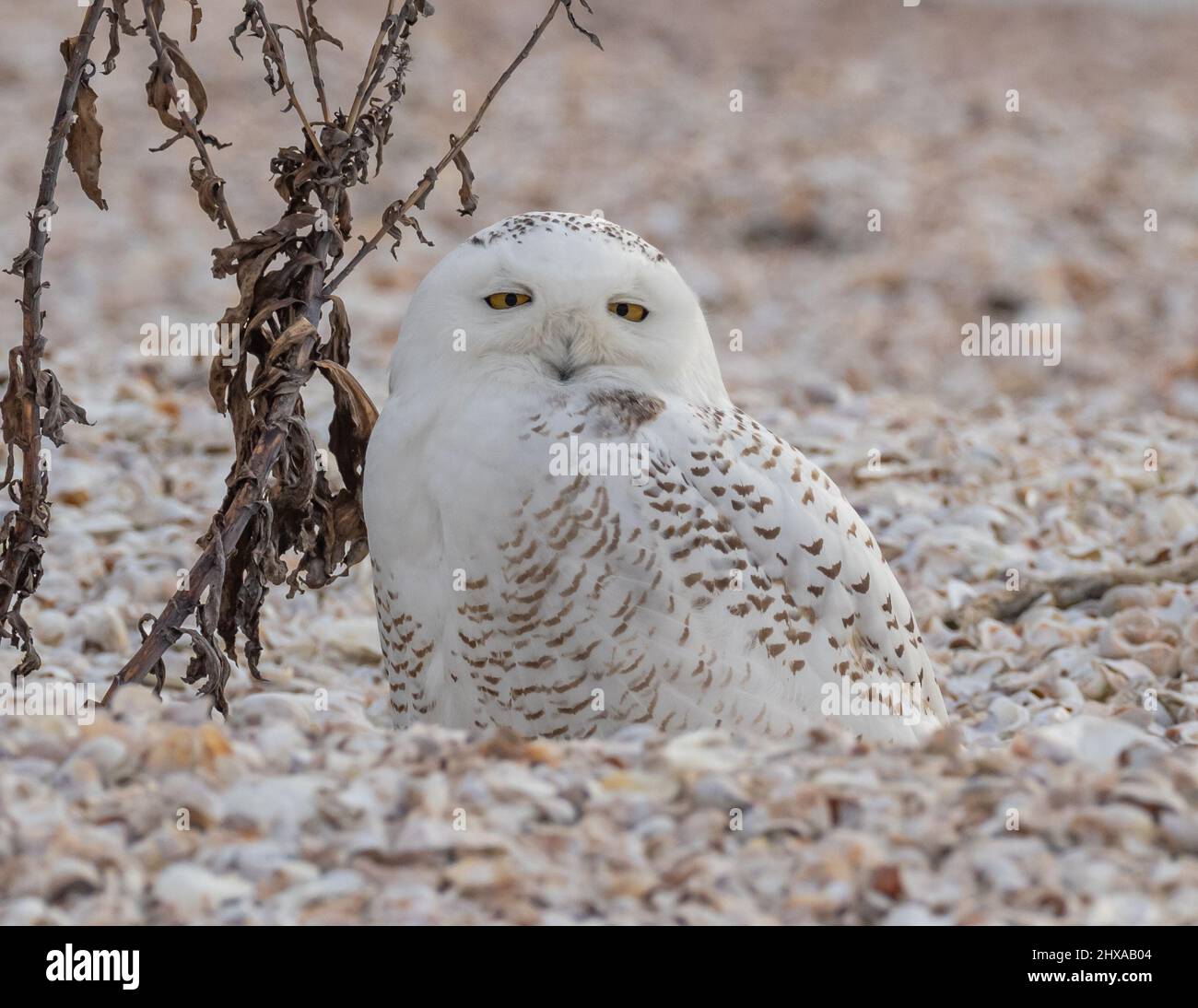 Hibou enneigé perché sur une plage de galets Banque D'Images