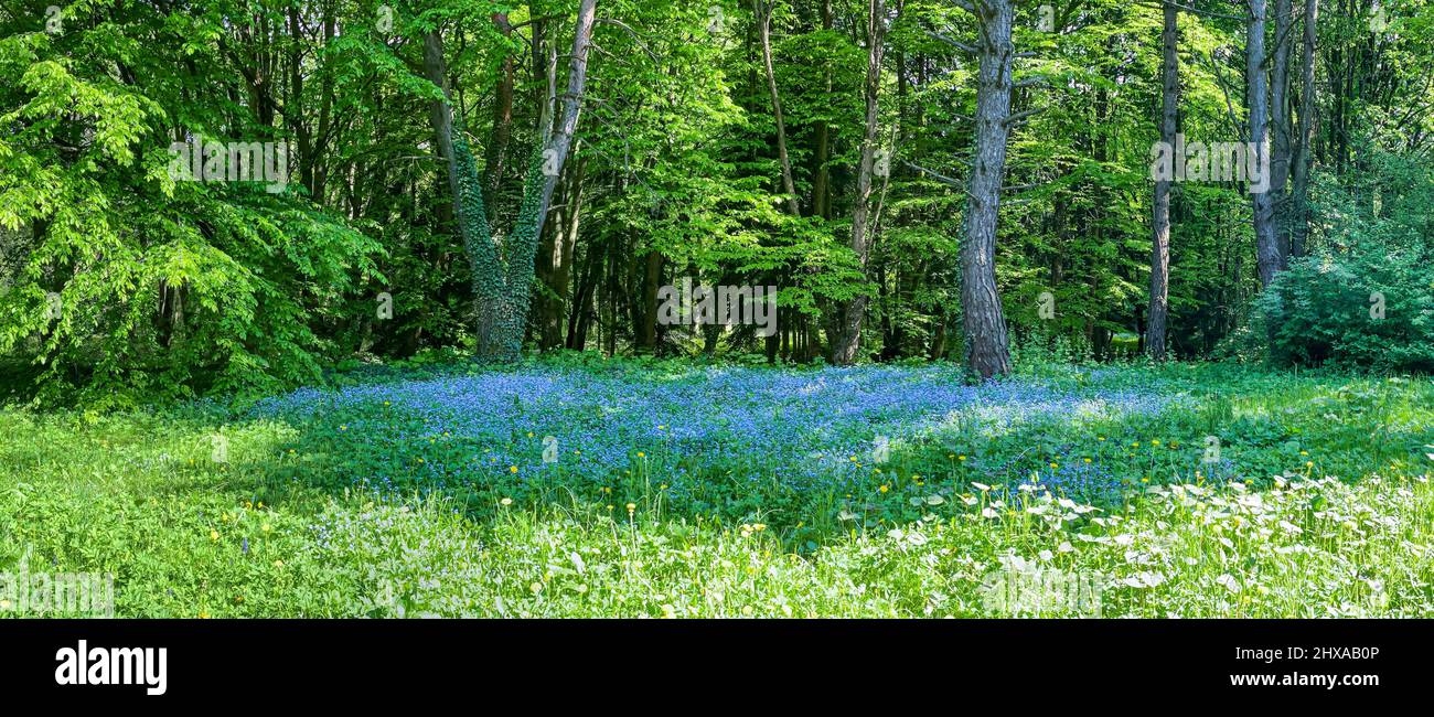 tapis de fleurs sauvages bleues dans la forêt printanière. paysage du parc au printemps. vue panoramique par beau temps. Banque D'Images