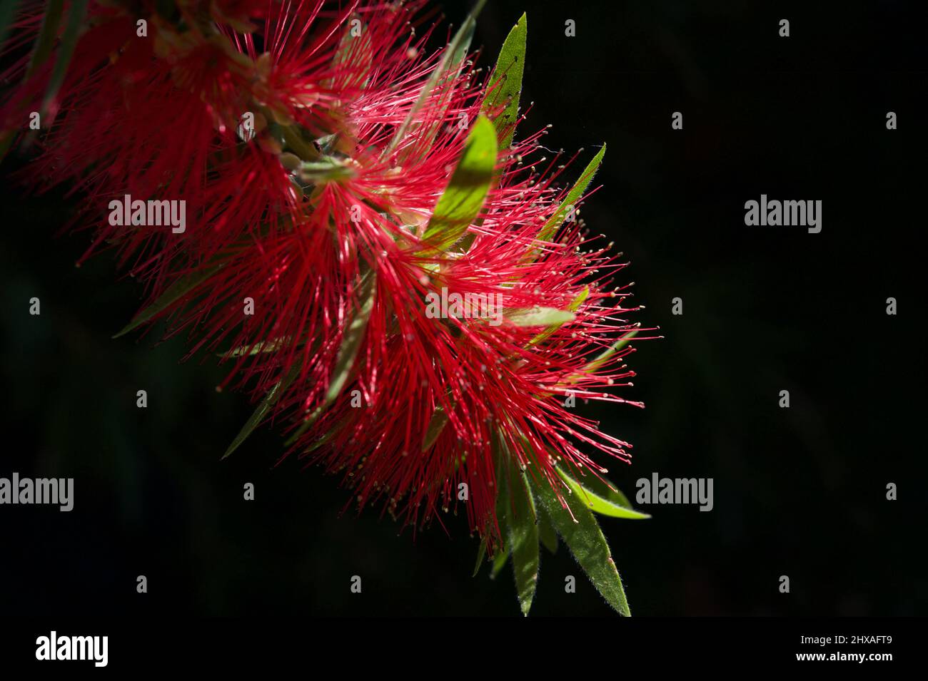 Les Callistemons sont surtout indigènes de l'Australie occidentale, mais sont des plantes de jardin très populaires partout. Il s'agit d'une brosse pour bouteille (Callistemon viminalis). Banque D'Images