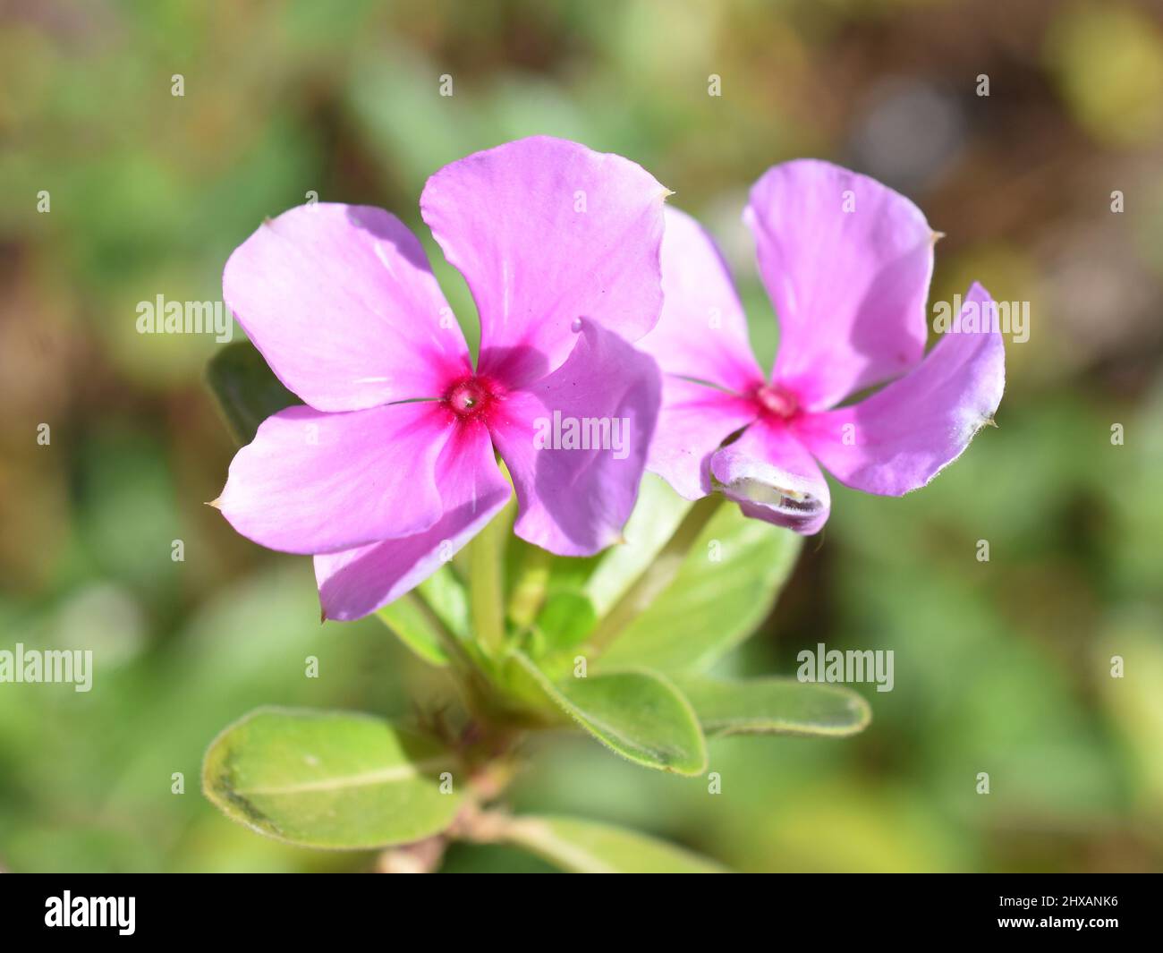 Rose periwinkle Catharanthus roseus gros plan sur la fleur rose Banque D'Images