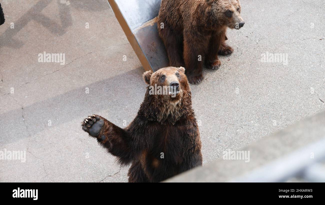 photo d'un ours brun prise au parc noboribetsu bearpark à hokkaido, japon. Banque D'Images