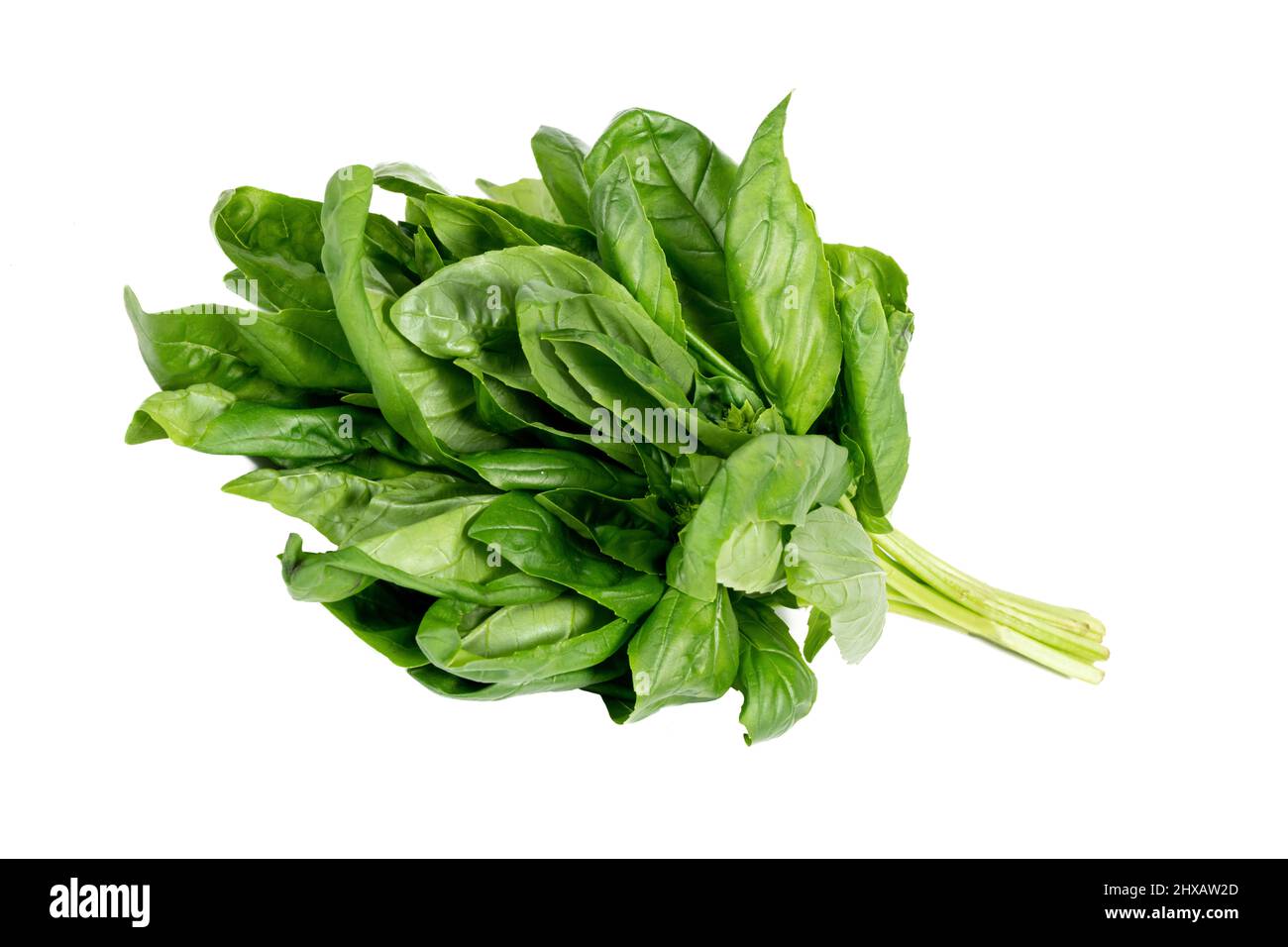 Bouquet de basilic fraîchement récolté sur un fond blanc isolé Banque D'Images