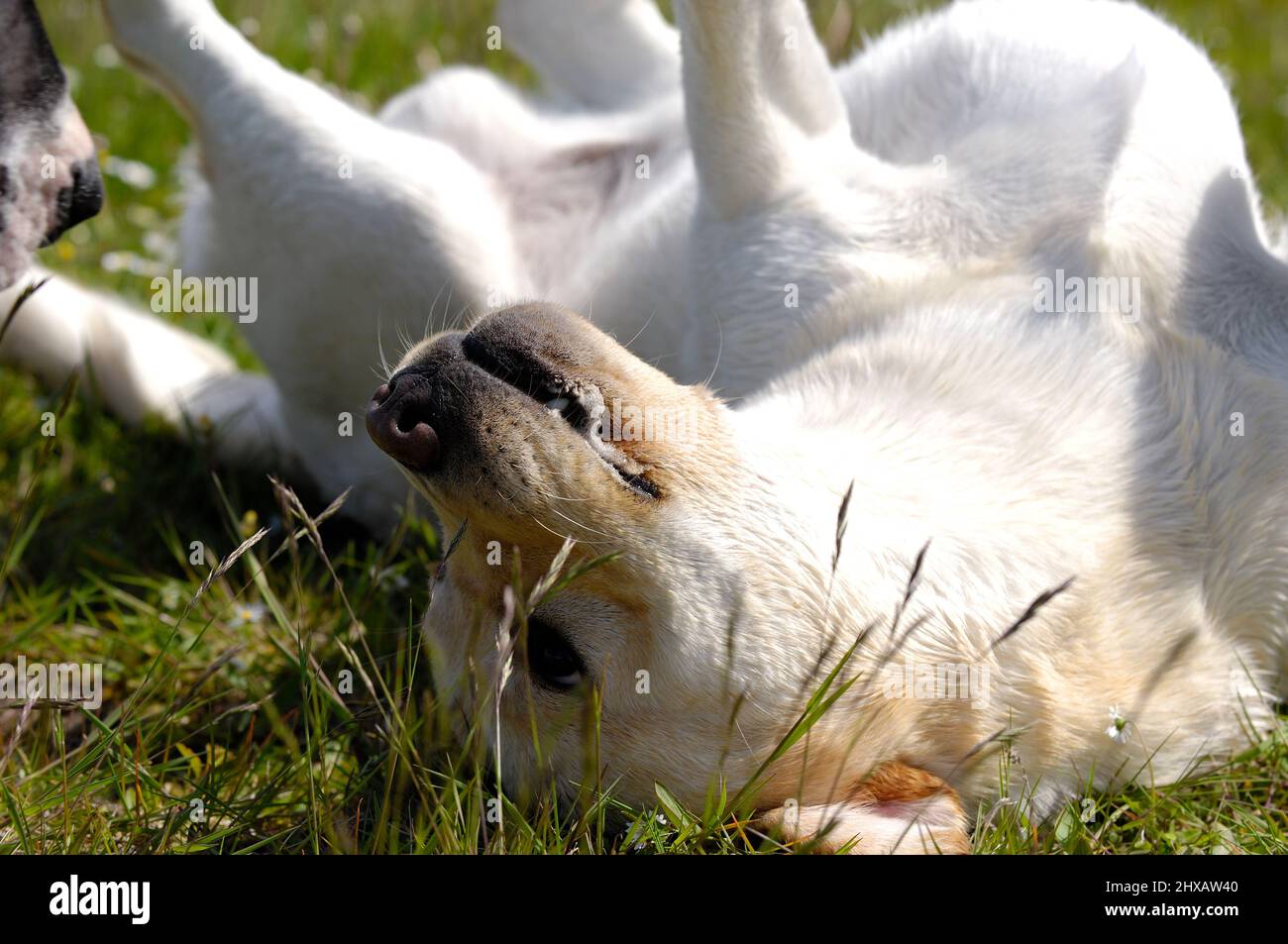 Un chien heureux roule dans l'herbe Banque D'Images