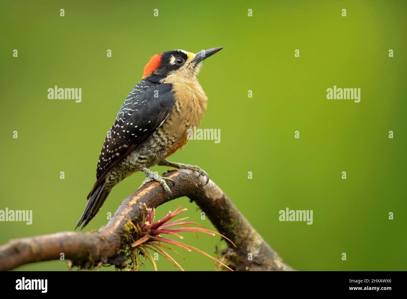 Le pic à joues noires (Melanerpes pucherani) est un oiseau reproducteur résident du sud-est du Mexique à l'ouest de l'Équateur. Banque D'Images