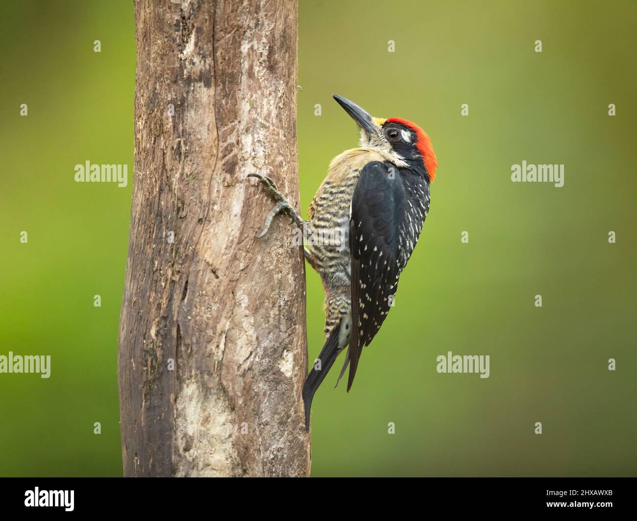 Le pic à joues noires (Melanerpes pucherani) est un oiseau reproducteur résident du sud-est du Mexique à l'ouest de l'Équateur. Banque D'Images