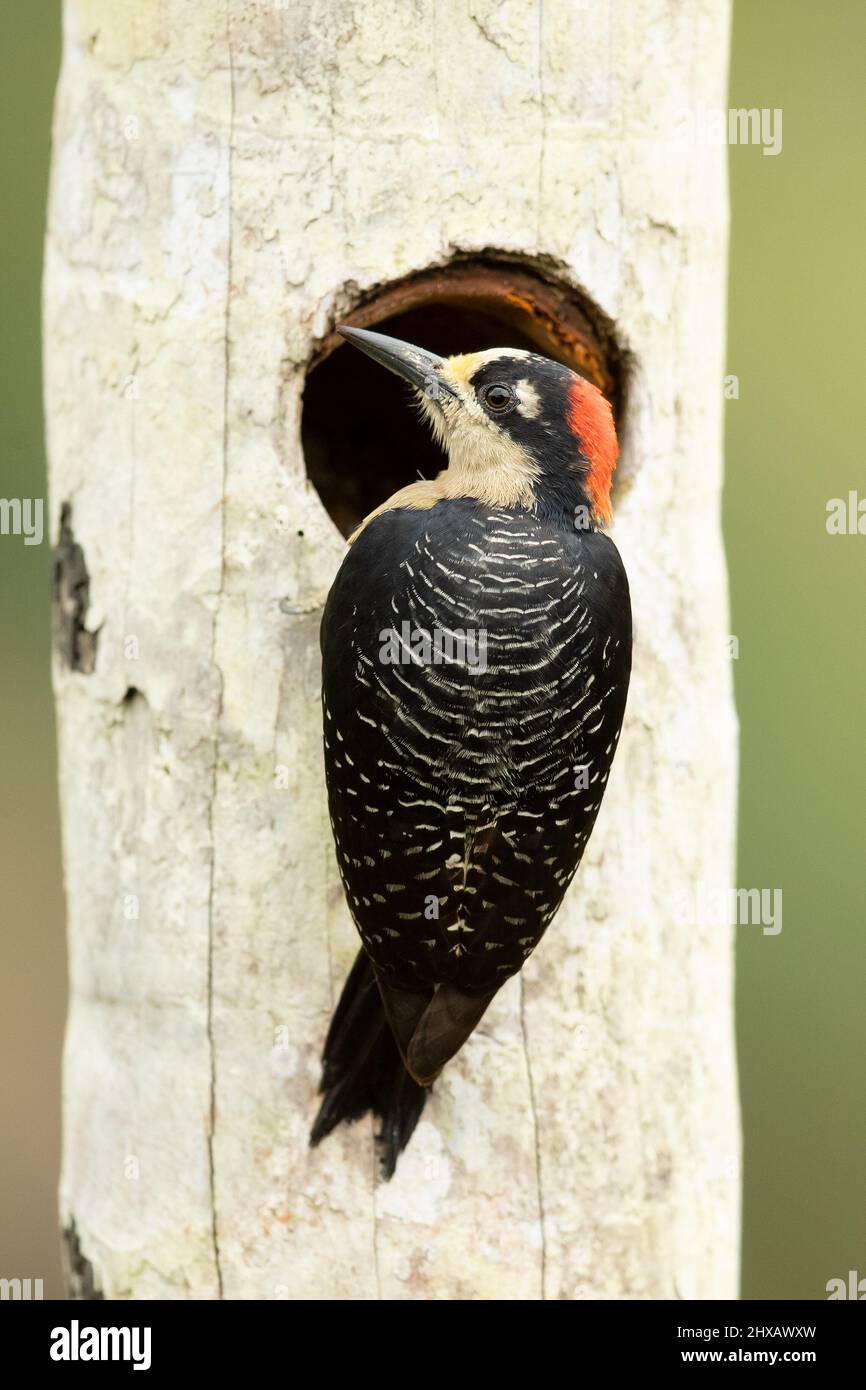 Le pic à joues noires (Melanerpes pucherani) est un oiseau reproducteur résident du sud-est du Mexique à l'ouest de l'Équateur. Banque D'Images