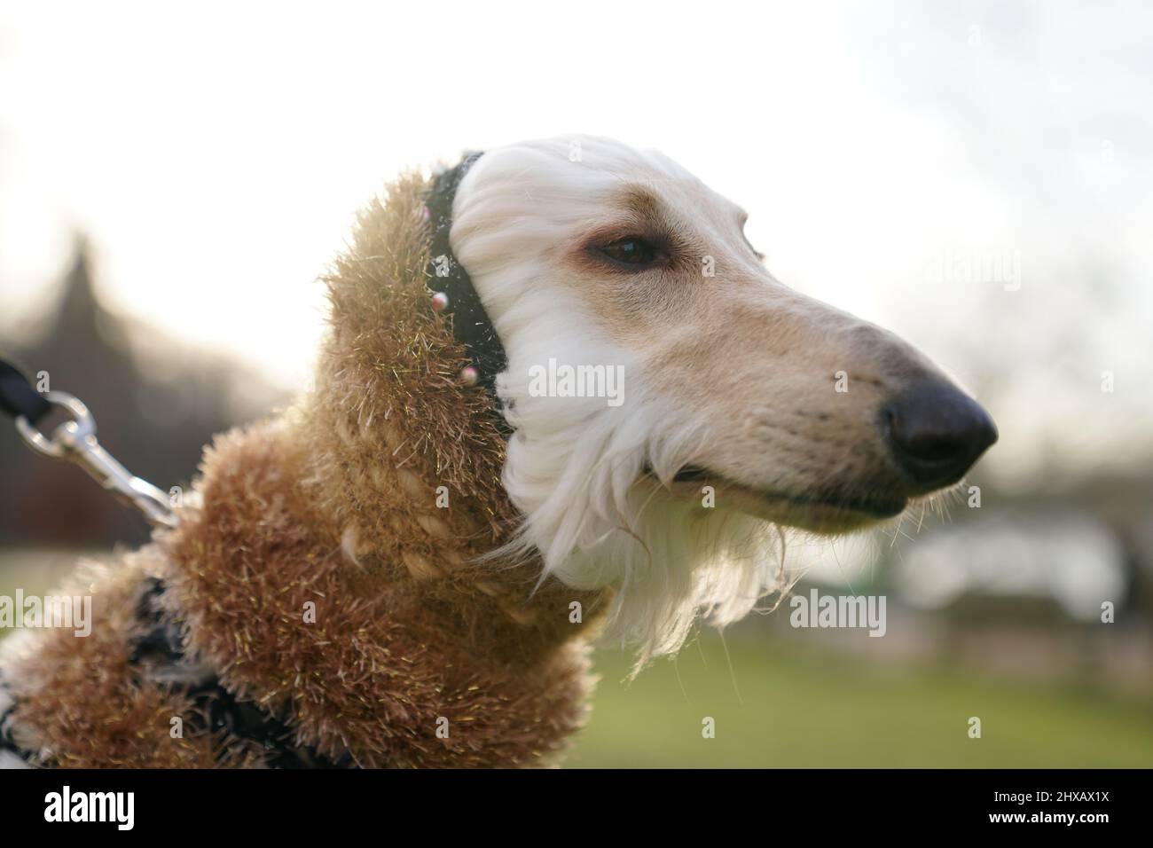 Chiens arrivant pour la deuxième journée du spectacle des chiens Crufts au Centre d'exposition national de Birmingham (NEC). Date de la photo : vendredi 11 mars 2022. Banque D'Images