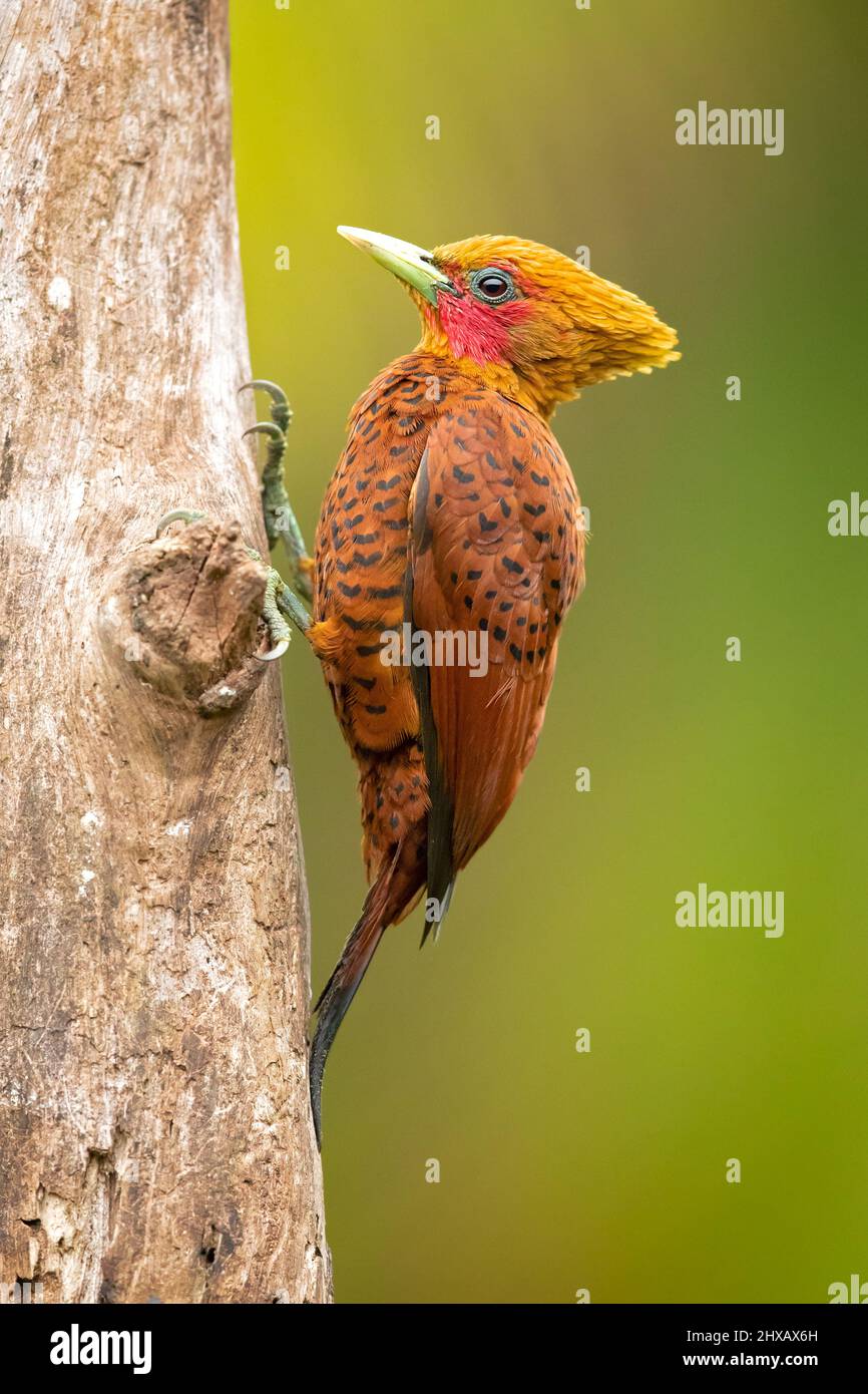 Le pic de couleur châtaignier (Celeus castaneus) est une espèce d'oiseau de la famille des Picidae. On le trouve au Belize, au Costa Rica, au Guatemala, au Honduras, au Mexique Banque D'Images