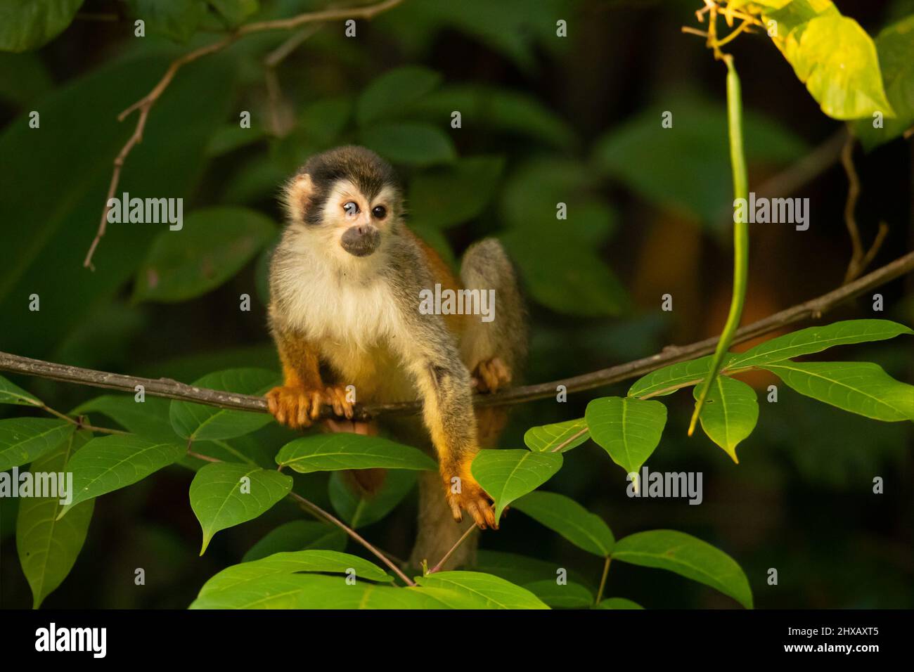 Singe écureuil d'Amérique centrale (Saimiri oerstedii), également connu sous le nom de singe écureuil à dos rouge Banque D'Images