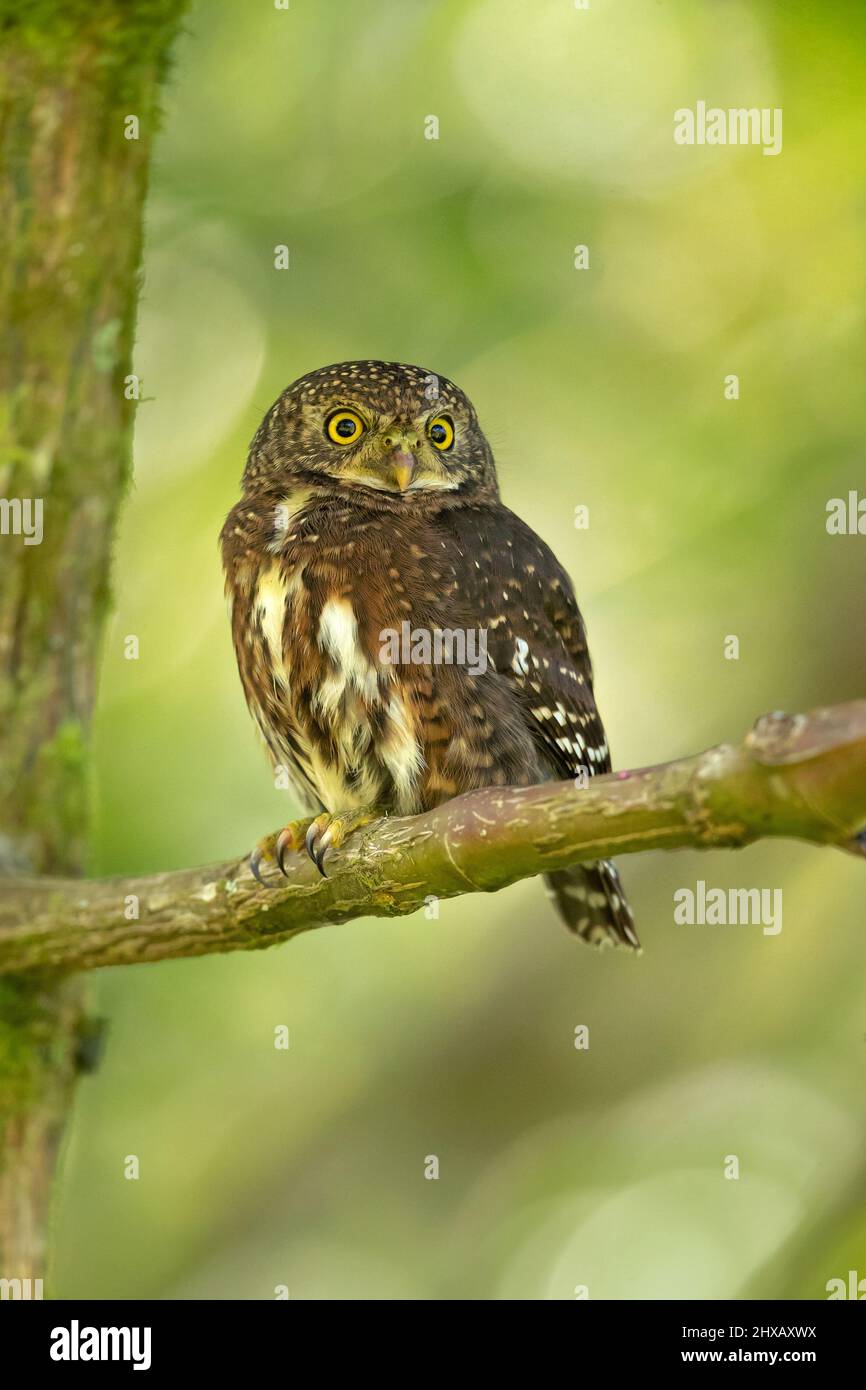 La chouette pygmée du Costa Rica (Glaucidium costaricanum) est un petit hibou typique de la sous-famille des Surniinae. Il est situé au Costa Rica et au Panama Banque D'Images