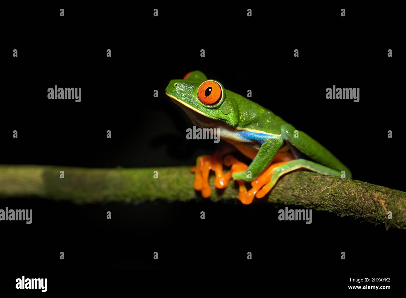 Agalychnis callidryas, ou mieux connu sous le nom de grenouille des arbres à yeux rouges, est un hylid arboricole originaire des forêts tropicales néotropicales Banque D'Images