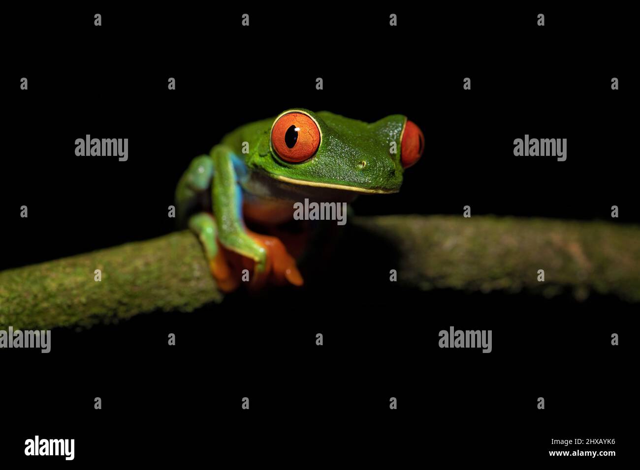 Agalychnis callidryas, ou mieux connu sous le nom de grenouille des arbres à yeux rouges, est un hylid arboricole originaire des forêts tropicales néotropicales Banque D'Images