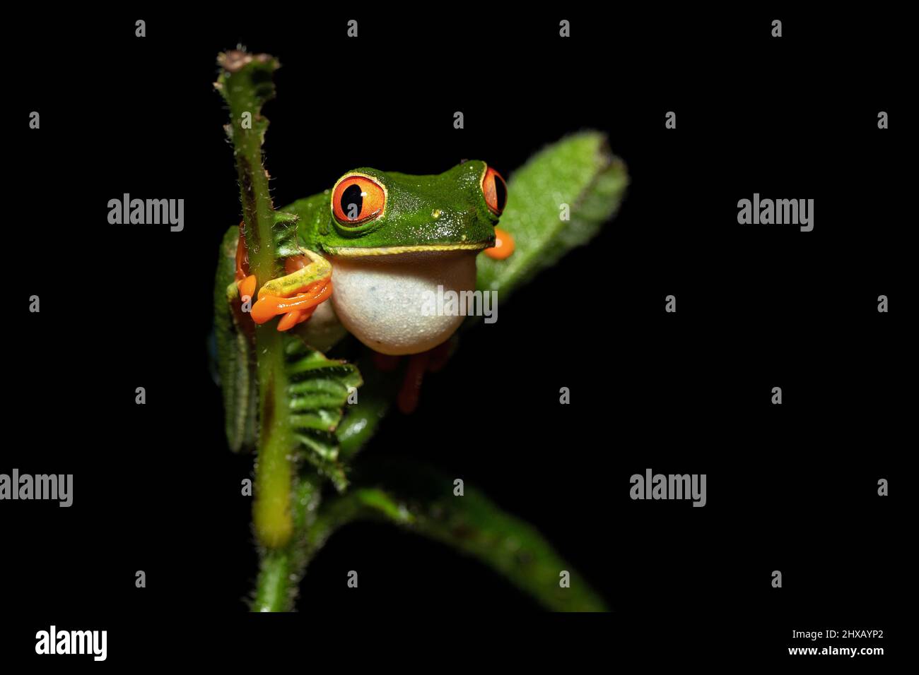 Agalychnis callidryas, ou mieux connu sous le nom de grenouille des arbres à yeux rouges, est un hylid arboricole originaire des forêts tropicales néotropicales Banque D'Images