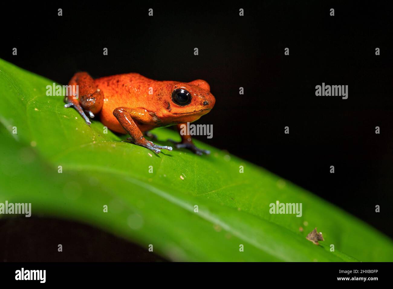 La grenouille-poison-fraise ou la grenouille-dart-poison-fraise (Oophaga pumilio, anciennement Dendrobates pumilio) est une espèce de petite grenouille-dart-poison Banque D'Images