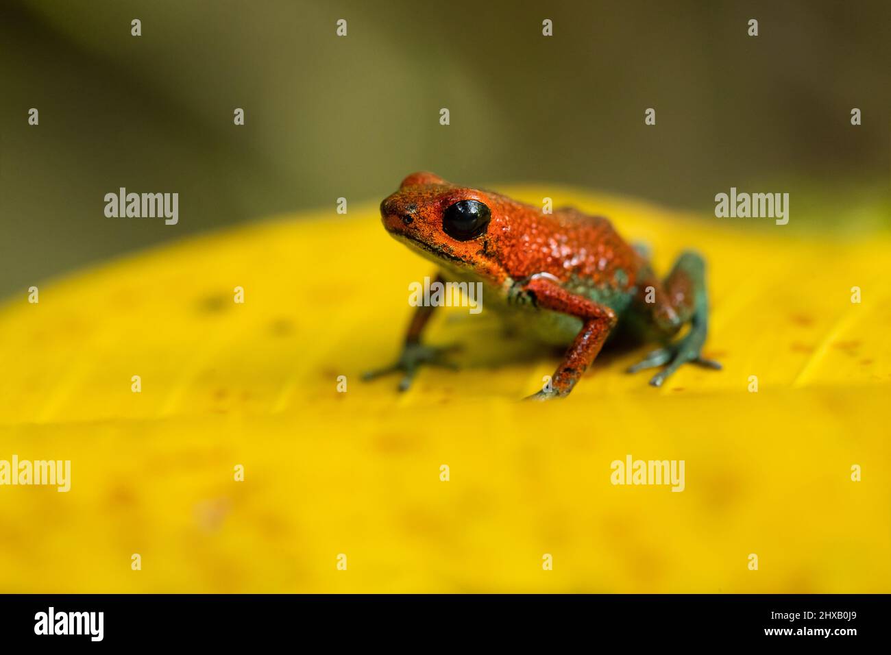 La grenouille empoisonnée granulaire (Oophaga granulifera) est une espèce de grenouille de la famille des Dendrobatidae, que l'on trouve au Costa Rica et au Panama Banque D'Images