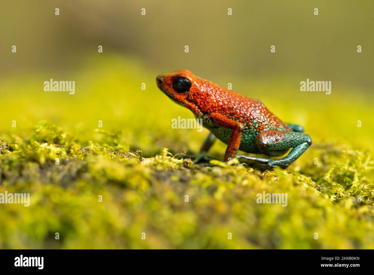 La grenouille empoisonnée granulaire (Oophaga granulifera) est une espèce de grenouille de la famille des Dendrobatidae, que l'on trouve au Costa Rica et au Panama Banque D'Images