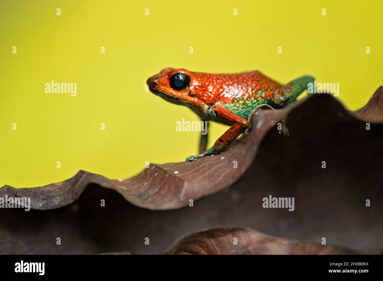 La grenouille empoisonnée granulaire (Oophaga granulifera) est une espèce de grenouille de la famille des Dendrobatidae, que l'on trouve au Costa Rica et au Panama Banque D'Images