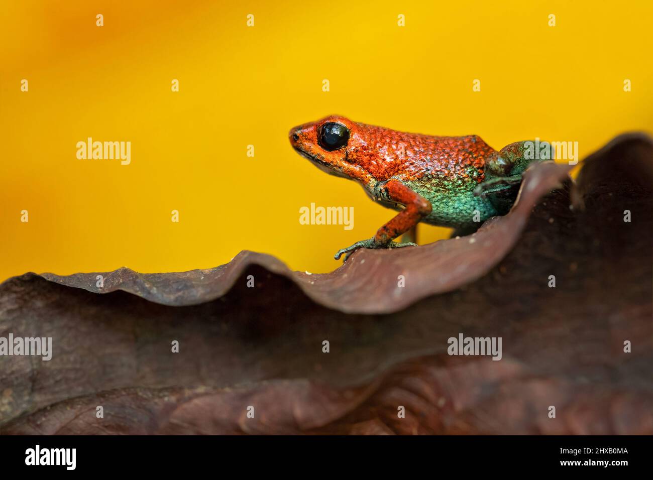 La grenouille empoisonnée granulaire (Oophaga granulifera) est une espèce de grenouille de la famille des Dendrobatidae, que l'on trouve au Costa Rica et au Panama Banque D'Images