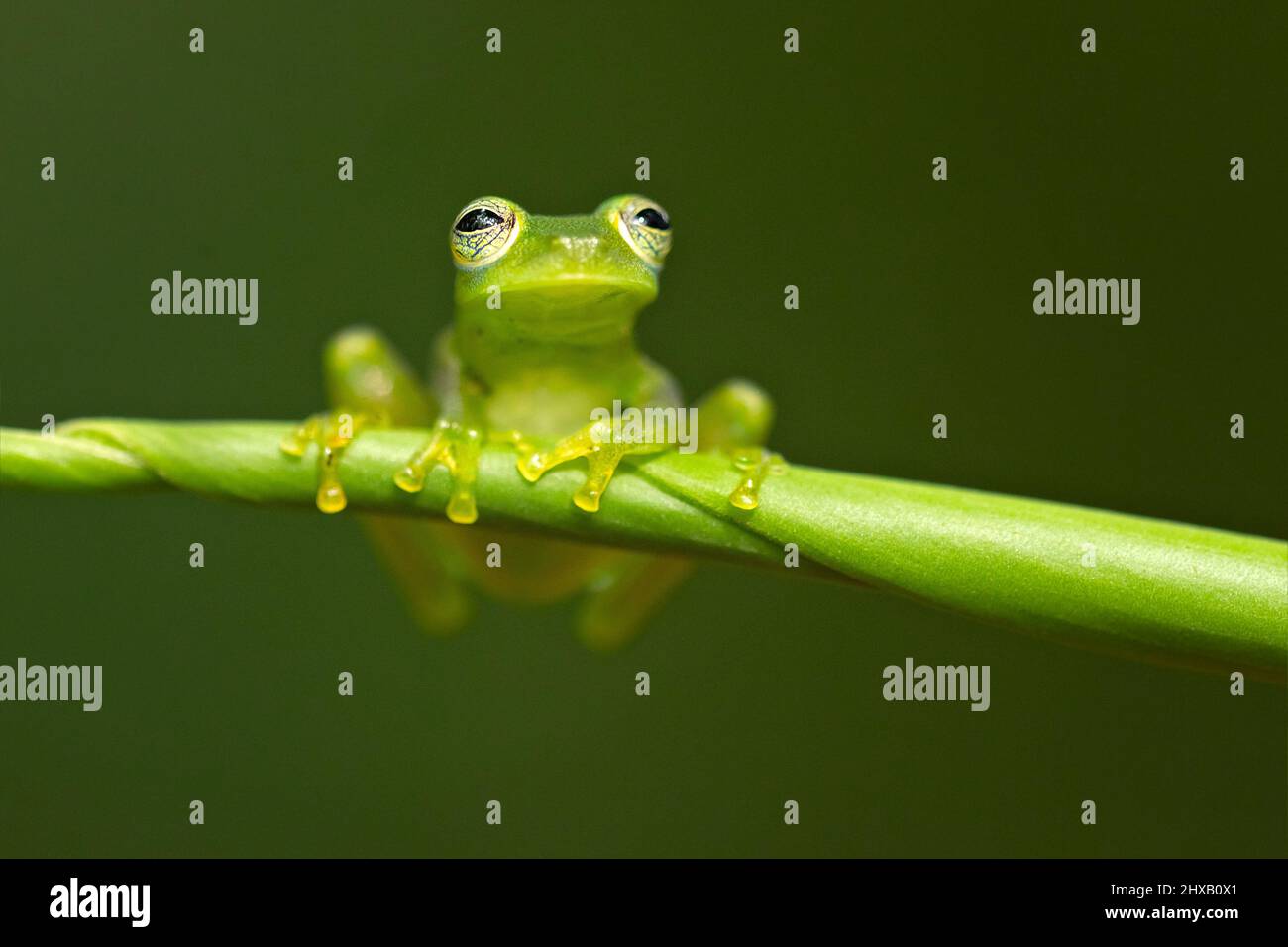 Communément appelé grenouille de verre émeraude ou grenouille de verre géante du Nicaragua. Banque D'Images