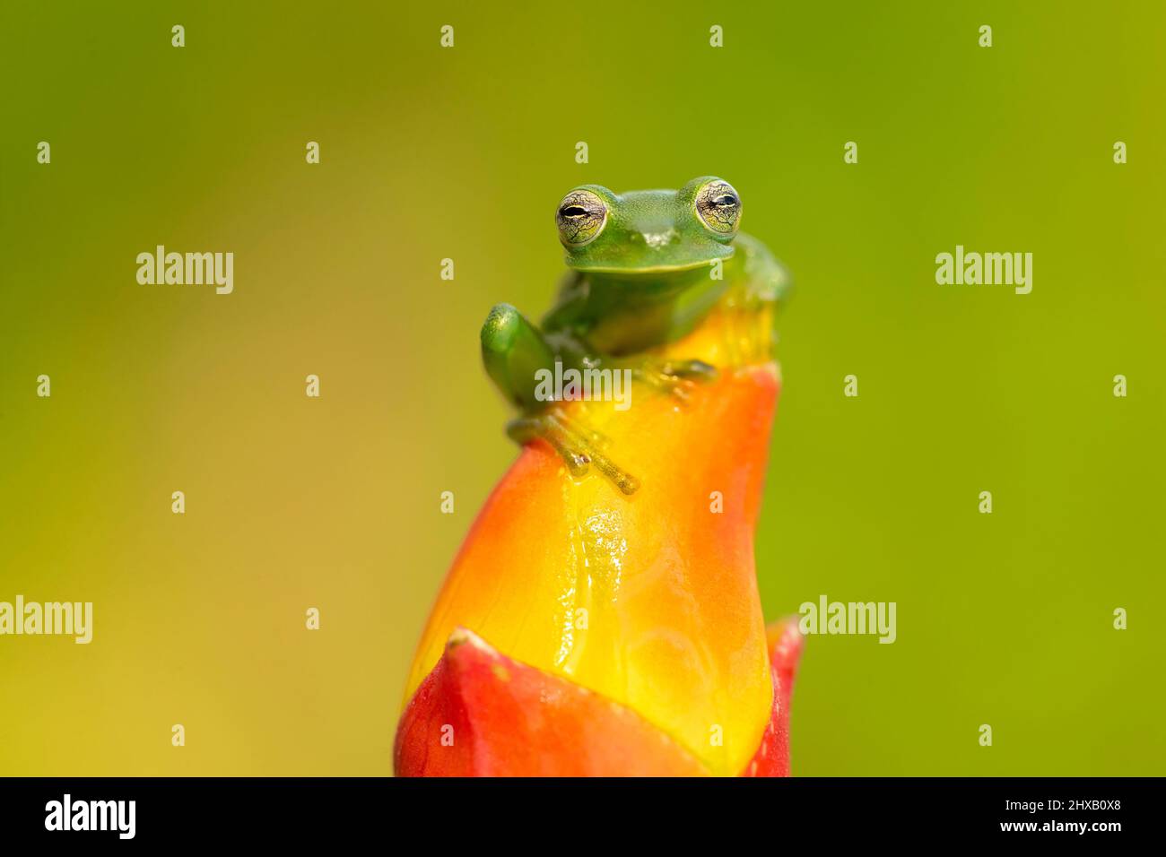 Communément appelé grenouille de verre émeraude ou grenouille de verre géante du Nicaragua. Banque D'Images