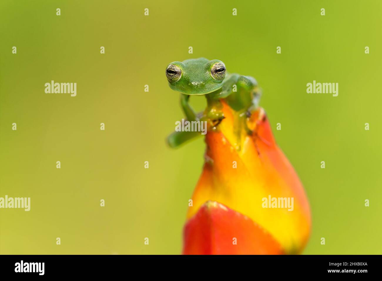 Communément appelé grenouille de verre émeraude ou grenouille de verre géante du Nicaragua. Banque D'Images