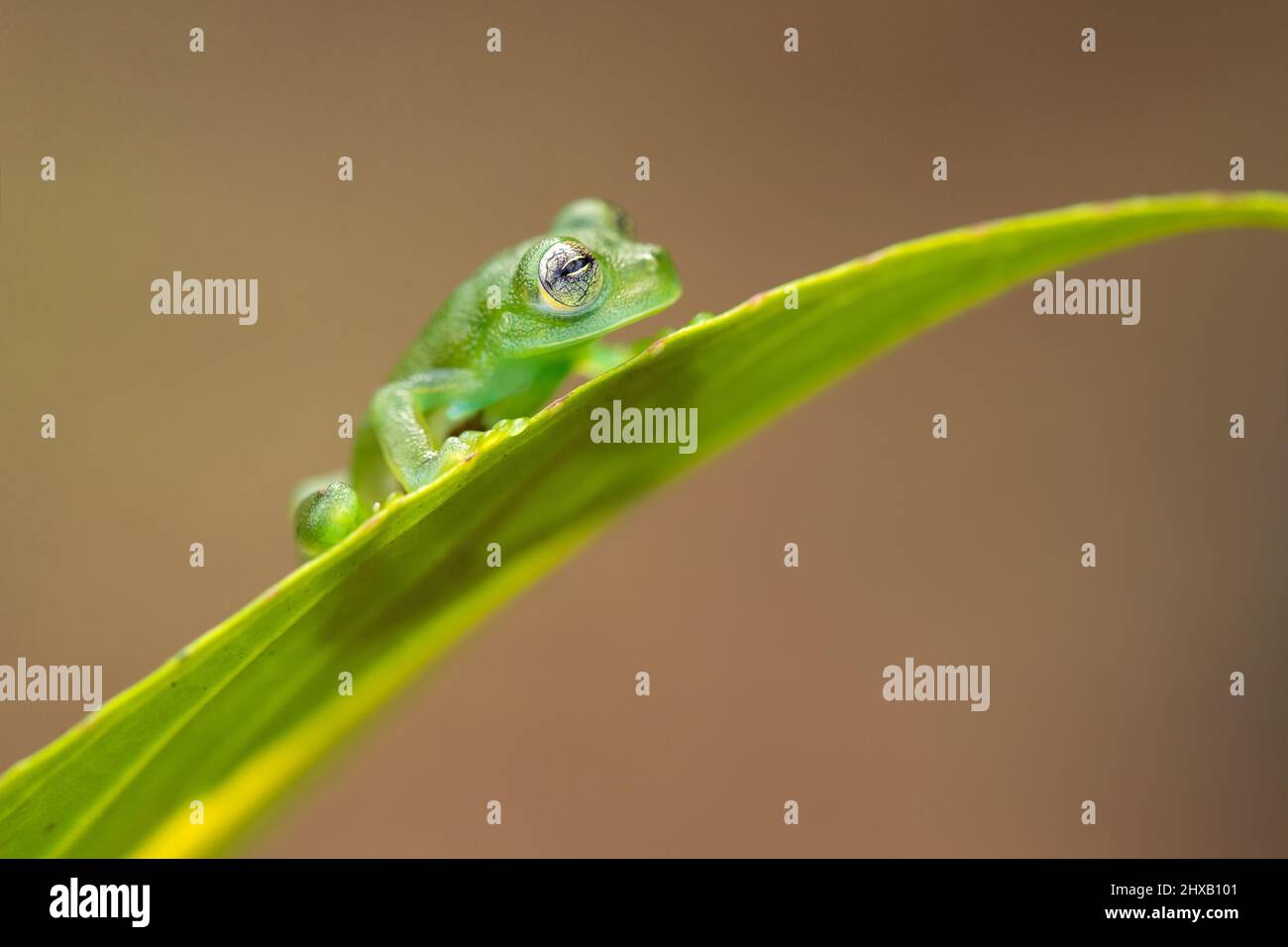 Communément appelé grenouille de verre émeraude ou grenouille de verre géante du Nicaragua. Banque D'Images