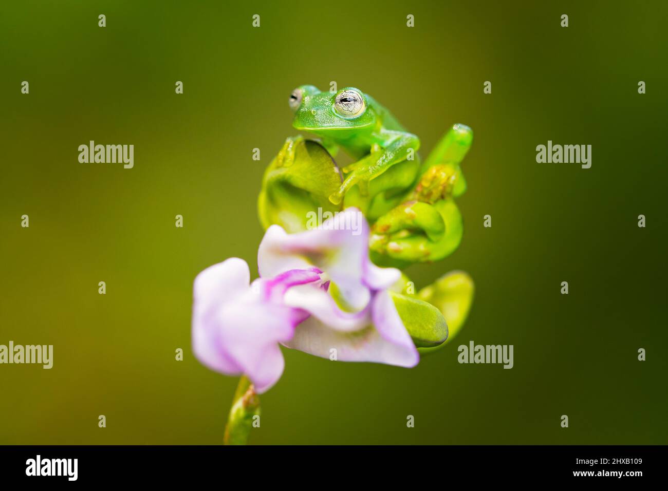 Communément appelé grenouille de verre émeraude ou grenouille de verre géante du Nicaragua. Banque D'Images