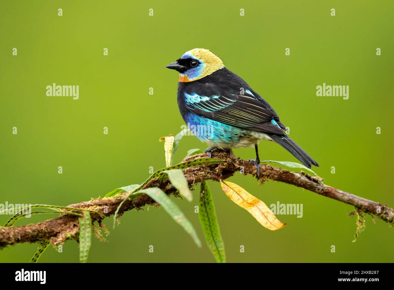 Tanager doré à capuche Banque D'Images