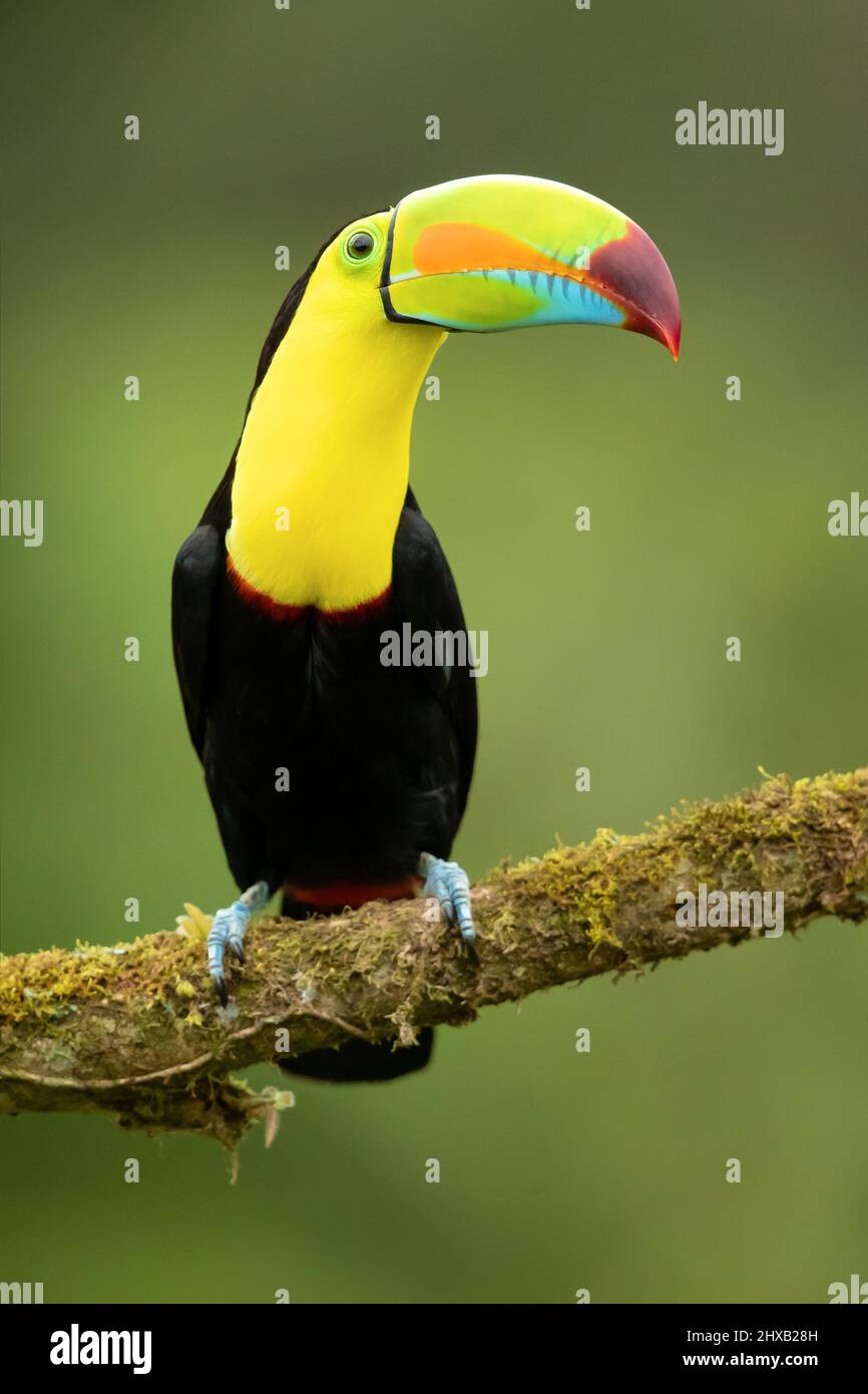 Toucan à carène Banque D'Images