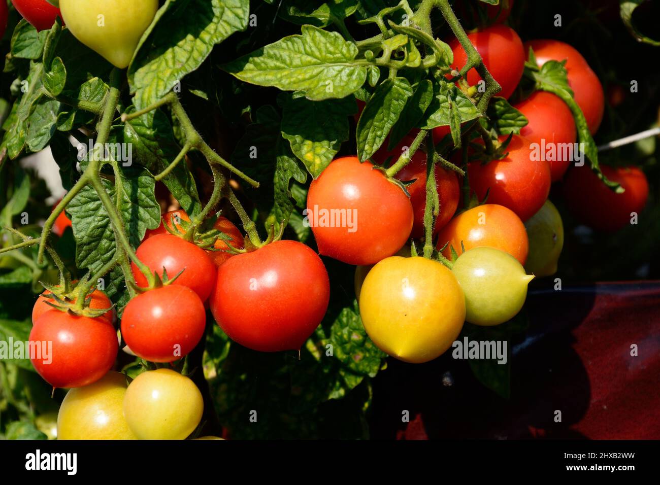 Summerlast tomates mûrissant dans un pot, Staffordshire, Angleterre, Royaume-Uni, Europe. Banque D'Images