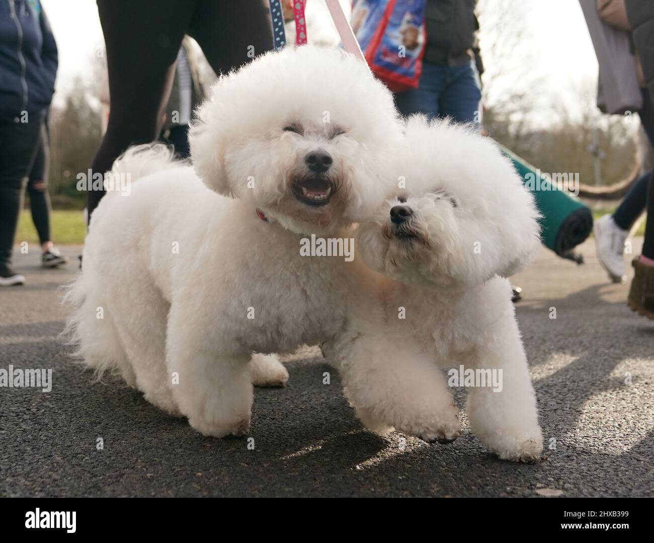 Chiens arrivant pour la deuxième journée du spectacle des chiens Crufts au Centre d'exposition national de Birmingham (NEC). Date de la photo : vendredi 11 mars 2022. Banque D'Images