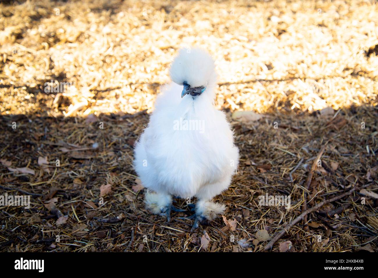 Un poulet Silkie gratuit Banque D'Images