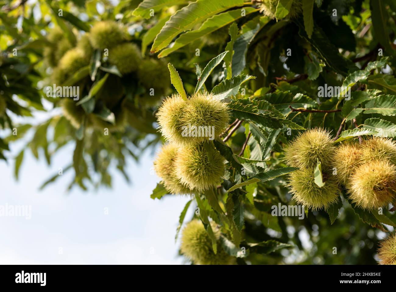 Branches d'arbre avec châtaignier vert. Banque D'Images