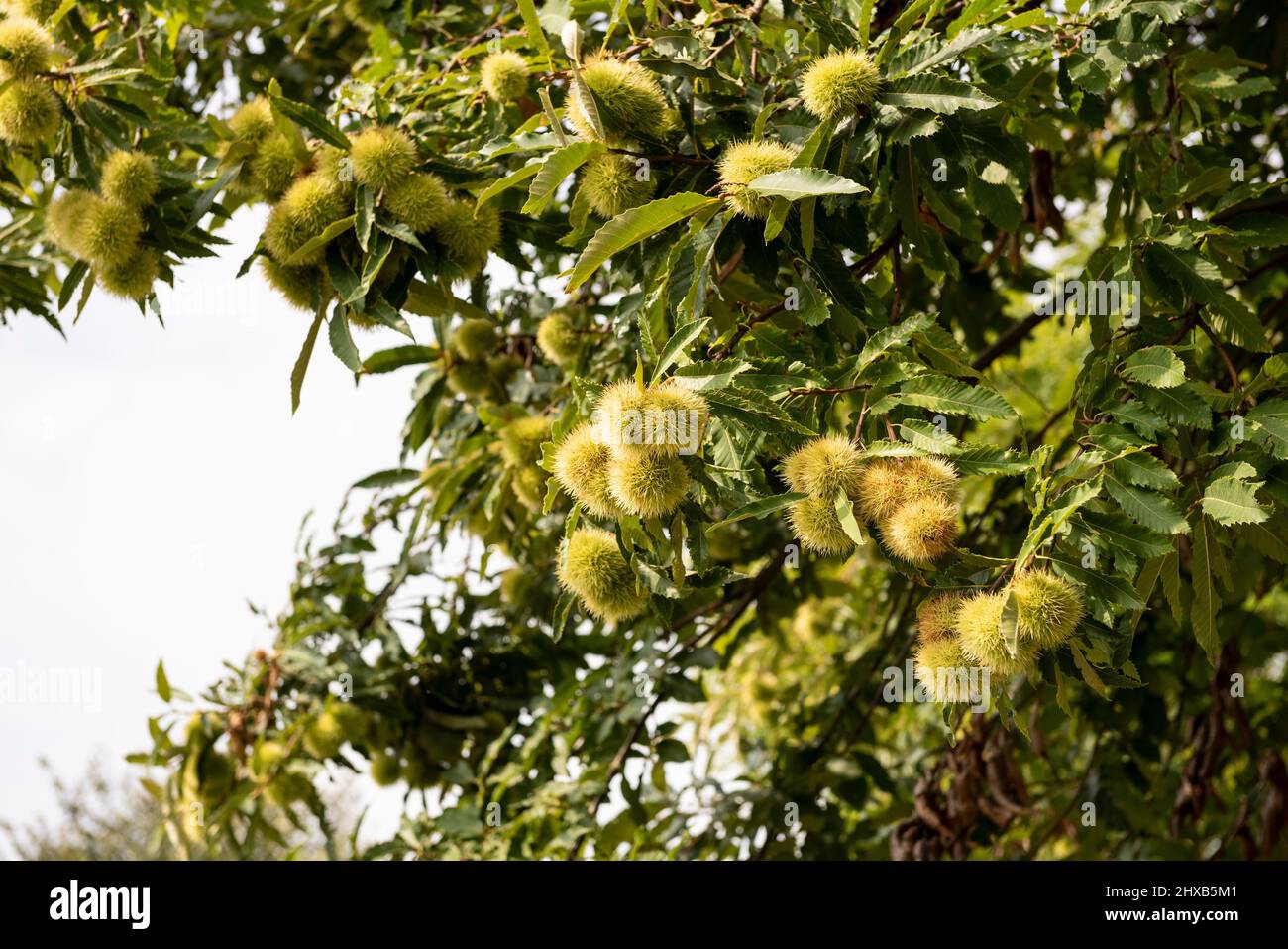 Branches d'arbre avec châtaignier vert. Banque D'Images