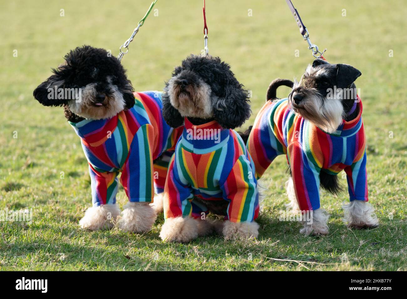 Chiens arrivant pour la deuxième journée du spectacle des chiens Crufts au Centre d'exposition national de Birmingham (NEC). Date de la photo : vendredi 11 mars 2022. Banque D'Images