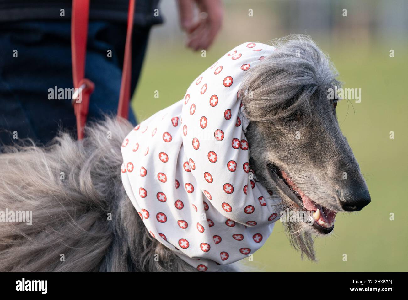 Chiens arrivant pour la deuxième journée du spectacle des chiens Crufts au Centre d'exposition national de Birmingham (NEC). Date de la photo : vendredi 11 mars 2022. Banque D'Images