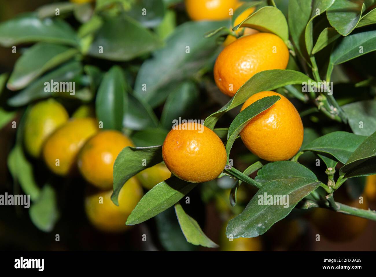 Usine d'agrumes Kumquat. Banque D'Images
