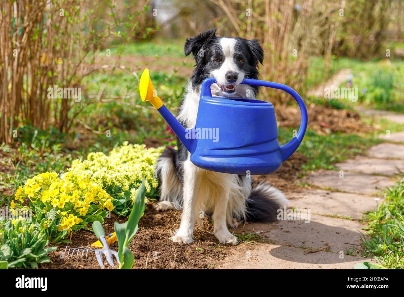 Portrait extérieur de la jolie bordure de chien collie tenant l'arrosoir en bouche sur le fond du jardin.Chien de chiot drôle comme jardinier de trouver l'arrosage peut pour l'irrigation.Concept de jardinage et d'agriculture Banque D'Images